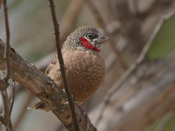 <h3><a href="/trips/gambia/biota/animalia/chordata/aves/040 passeriformes/115 estrildidae/amadina fasciata/amadina fasciata-nl.html">Amadina&nbsp;fasciata</a> / Cut‑throat&nbsp;finch / Bandvink</h3>OM-1 Mark II met OLYMPUS M.150-400mm F4.5, 1/2000 sec  bij F4.5, ISO 500, afstand 5.33&nbsp;m